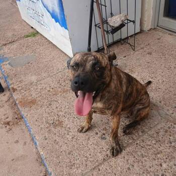 Black Mouth Cur Dogs Available for Adoption - Tigger | PetCurious