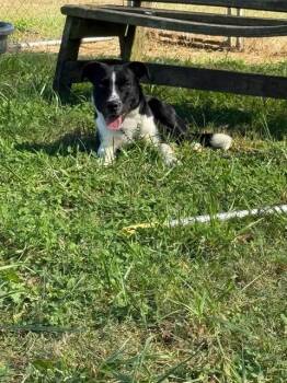 Tux -  Pit Bull Terrier and Border Collie Dog for Adoption in Taylorsville, Kentucky - Tux | PetCurious
