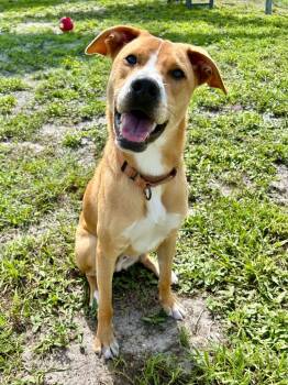 Rescue Cattle Dog and Mixed Breed Dogs for Adoption in Cape Coral, Florida - Dinghy (Miles) | PetCurious