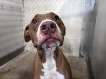 ARTEMIS -  Pit Bull Terrier and Mixed Breed Dog for Adoption in San Bernardino, California - ARTEMIS | PetCurious