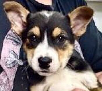 Australian Cattle Dog Blue Heeler Dogs Available for Adoption - Sully | PetCurious