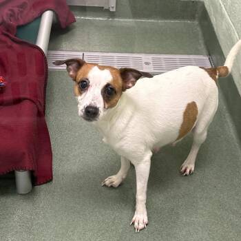 Jack Russell Terrier and Chihuahua Dogs Available for Adoption in West Palm Beach, Florida - Jolene | PetCurious