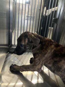 HARLEQUIN -  Mixed Breed Dog for Adoption in Dallas, Texas - HARLEQUIN | PetCurious