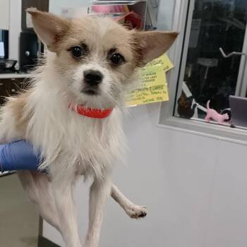IVHS-Stray-141852 #6 -  Terrier and Mixed Breed Dog for Adoption in San Gabriel, California - IVHS-Stray-141852 #6 | PetCurious