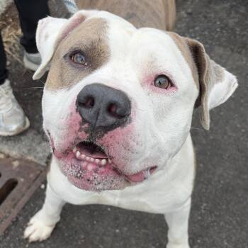 Bernie -  American Staffordshire Terrier Dog for Adoption in Newark, New Jersey - Bernie | PetCurious