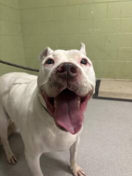 Pit Bull Terrier Dogs Available for Adoption - SNOWBALL | PetCurious