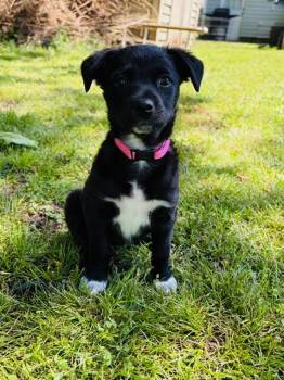 Mixed Breed Dogs Available for Adoption in Monticello, Minnesota - Amber | PetCurious