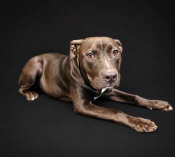 American Bulldog and Mixed Breed Dogs Available for Adoption in Winter Haven, Florida - CHIP | PetCurious