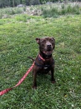 Lucario -  Pit Bull Terrier and Mixed Breed Dog for Adoption in Atlanta, Georgia - Lucario | PetCurious