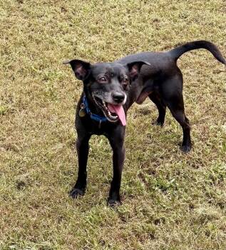 Kodak -  Terrier Dog for Adoption in Charlotte, North Carolina - Kodak | PetCurious