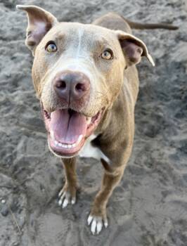 Rescue Pit Bull Terrier and Mixed Breed Dogs for Adoption in Savannah, Georgia - Marney | PetCurious