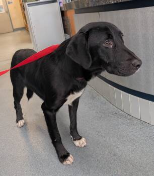 Ludwig -  Labrador Retriever Dog for Adoption in Suffolk, Virginia - Ludwig | PetCurious