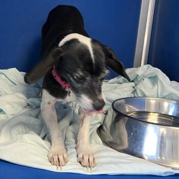Zumie -  Mixed Breed Dog for Adoption in Las Cruces, New Mexico - Zumie | PetCurious