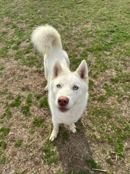 Siberian Husky Dogs Available for Adoption - Glacier | PetCurious