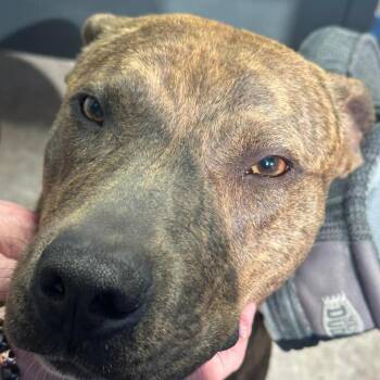 Cooper -  Mixed Breed Dog Available for Adoption in Independence, Kansas - Cooper | PetCurious