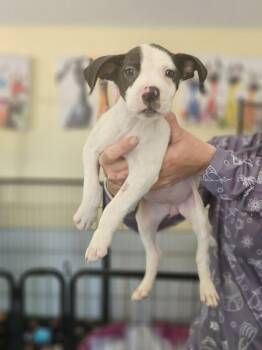 American Staffordshire Terrier Dogs Available for Adoption - Elphaba | PetCurious