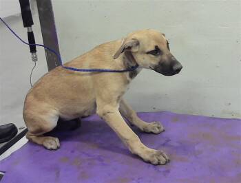 Labrador Retriever and Mixed Breed Dogs Available for Adoption in Houston, Texas - COMO TU | PetCurious