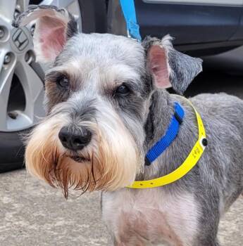 Max 2052 -  Miniature Schnauzer Dog for Adoption in Carrollton, Texas - Max 2052 | PetCurious