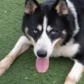 Husky and Border Collie Dogs Available for Adoption in Richmond Hill, Ontario - Dominic (Bonded Pair With Mica) | PetCurious