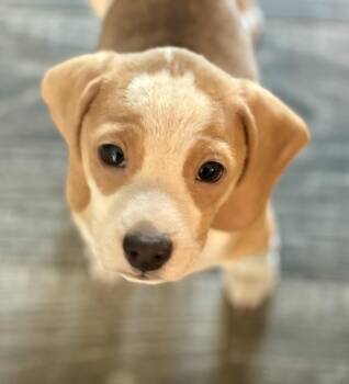 Beagle Dogs Available for Adoption - Reid | PetCurious