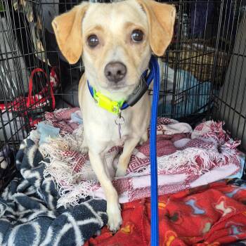 Rescue Beagle and Chihuahua Dogs for Adoption in Manhattan Beach, California - Banana Chip!! | PetCurious