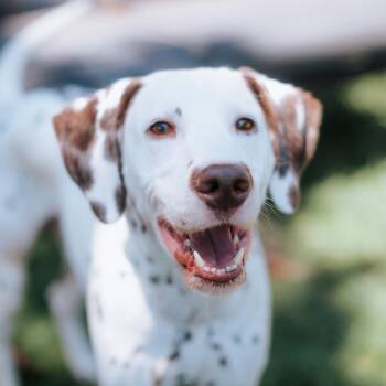 Pikachu -  Dalmatian Dog for Adoption in Northbrook, Illinois - Pikachu | PetCurious