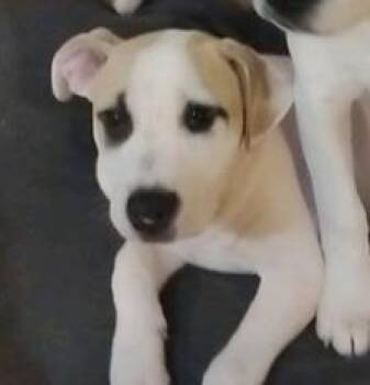 Labrador Retriever and Mixed Breed Dogs Available for Adoption - Asher | PetCurious