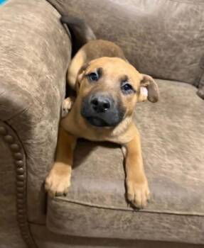 Shepherd Dogs Available for Adoption - Breeze | PetCurious