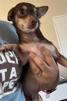 LEVI -  Chihuahua Dog for Adoption in San Antonio, Texas - LEVI | PetCurious