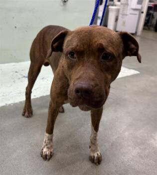 A2078158 -  American Staffordshire Terrier and Mixed Breed Dog for Adoption in Houston, Texas - A2078158 | PetCurious