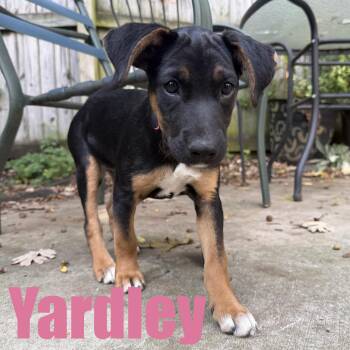 Yardley -  Cattle Dog and Mixed Breed Dog for Adoption in Ellicott City, Maryland - Yardley | PetCurious