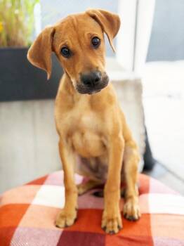 Jagger -  Hound and Mixed Breed Dog for Adoption in Savage, Minnesota - Jagger | PetCurious