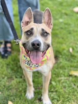 Rescue American Staffordshire Terrier Dogs for Adoption in West Hollywood, California - Lacy | PetCurious