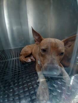 LUKE -  American Staffordshire Terrier Dog for Adoption in Fort Lauderdale, Florida - LUKE | PetCurious