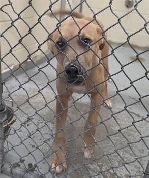 SADIE -  Pit Bull Terrier and Mixed Breed Dog for Adoption in Anchorage, Alaska - SADIE | PetCurious