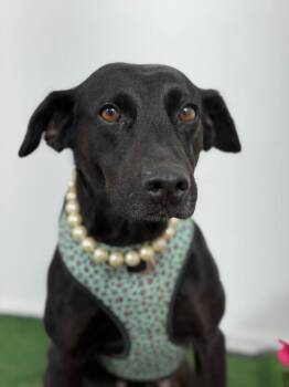 Luz-One of our Amazing Rescue Dogs -  Labrador Retriever and Mixed Breed Dog for Adoption in Carlsbad, California - Luz-One Of Our Amazing Rescue Dogs | PetCurious