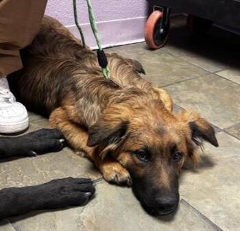 German Shepherd Dog and Mixed Breed Dogs Available for Adoption in El Paso, Texas - Fluffy | PetCurious