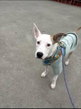 Toby -  Pit Bull Terrier and Jack Russell Terrier Dog for Adoption in Claremont, California - Toby | PetCurious