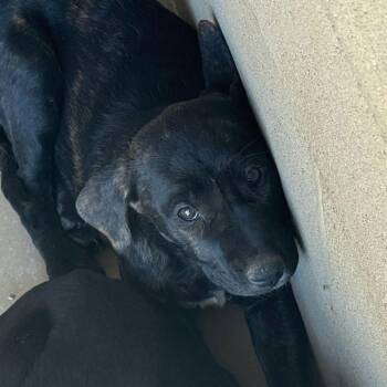 Shepherd Dogs Available for Adoption - Shaggy | PetCurious