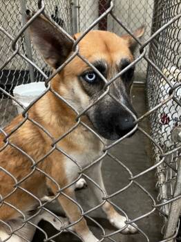 Rescue Shepherd and Mixed Breed Dogs for Adoption in Lawrenceville, Illinois - Shasta (Heaven) | PetCurious