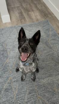 Tycho -  Australian Cattle Dog Blue Heeler Dog for Adoption in Bend, Oregon - Tycho | PetCurious