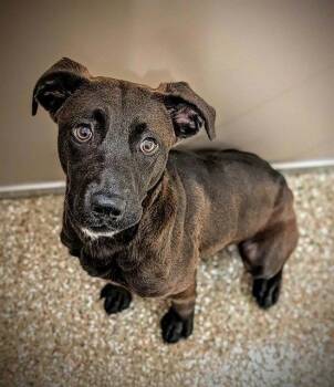 LUNA MAE -  Labrador Retriever Dog for Adoption in Clyde, North Carolina - LUNA MAE | PetCurious