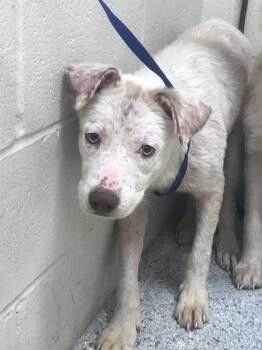 Australian Cattle Dog Blue Heeler and Anatolian Shepherd Dogs Available for Adoption in Conroe, Texas - A428421 | PetCurious