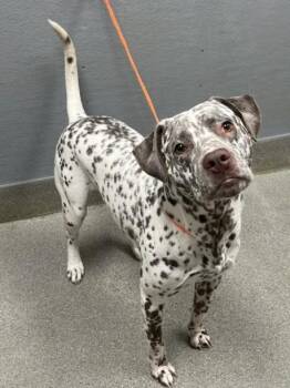 BEAVIS -  Dalmatian and Pit Bull Terrier Dog for Adoption in Las Vegas, Nevada - BEAVIS | PetCurious