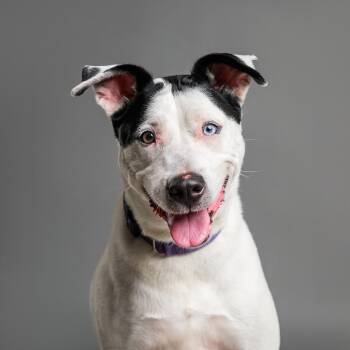 Penny -  Bull Terrier and Mixed Breed Dog for Adoption in Palm Springs, California - Penny | PetCurious