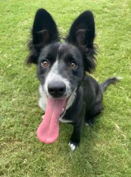 Rescue Mixed Breed Dogs for Adoption in Memphis, Tennessee - Leroy | PetCurious