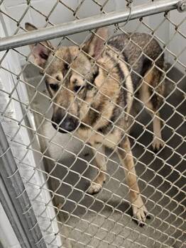 German Shepherd Dog Dogs Available for Adoption - CHAPPY | PetCurious