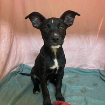Bonnie -  Mixed Breed Dog for Adoption in Jefferson City, Tennessee - Bonnie | PetCurious