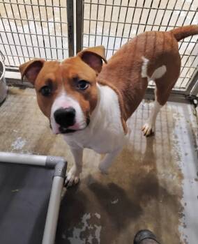 Pit Bull Terrier Dogs Available for Adoption - Bruce #21 | PetCurious