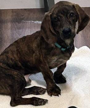 DREAMER -  Basset Hound and Plott Hound Dog for Adoption in Hamilton, New Jersey - DREAMER | PetCurious